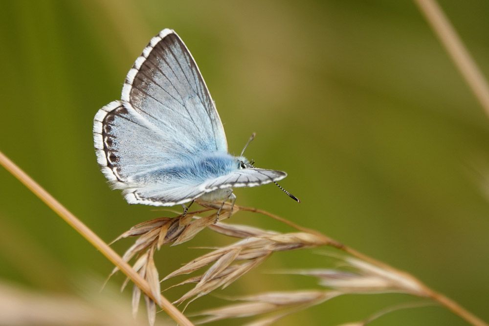 Chalkhill Blue - Paddy Grove
